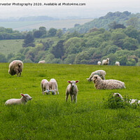 Buy canvas prints of Curious Lamb at Swyncombe, Oxon by Elizabeth Debenham