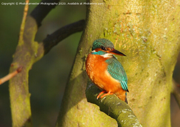 Female Kingfisher enjoying the sun Picture Board by Elizabeth Debenham