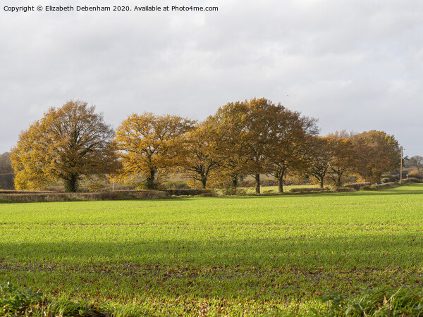Row of Oak trees in Autumn Picture Board by Elizabeth Debenham