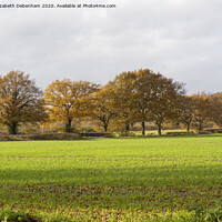 Buy canvas prints of Row of Oak trees in Autumn by Elizabeth Debenham