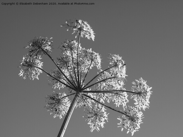 Hogweed flower in Black and white Picture Board by Elizabeth Debenham