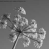 Buy canvas prints of Hogweed flower in Black and white by Elizabeth Debenham