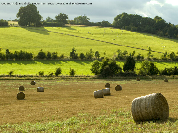 Hay Bales at Nettleden Picture Board by Elizabeth Debenham