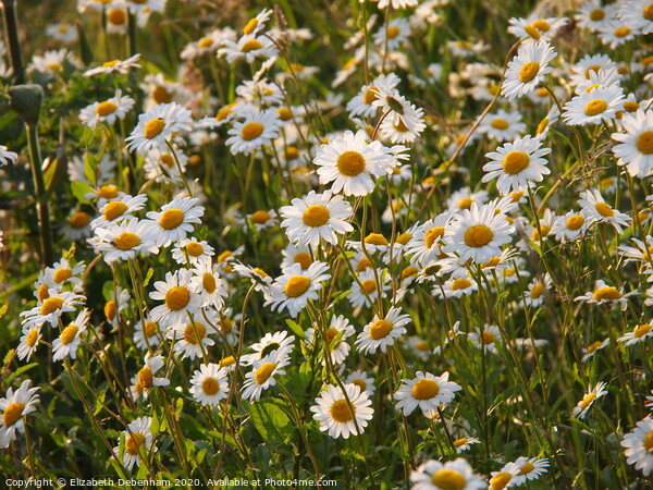 A bank of Ox-eye Daisies in a country lane. Picture Board by Elizabeth Debenham