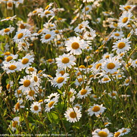 Buy canvas prints of A bank of Ox-eye Daisies in a country lane. by Elizabeth Debenham