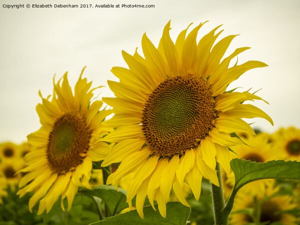 Sunflowers Picture Board by Elizabeth Debenham