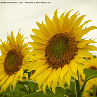 Buy canvas prints of Sunflowers by Elizabeth Debenham