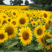 Buy canvas prints of Field of Sunflowers by Elizabeth Debenham