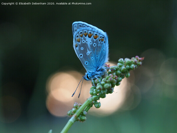 Common Blue Butterfly at sunset Picture Board by Elizabeth Debenham