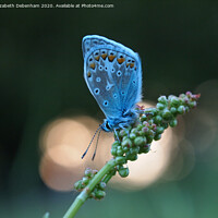 Buy canvas prints of Common Blue Butterfly at sunset by Elizabeth Debenham