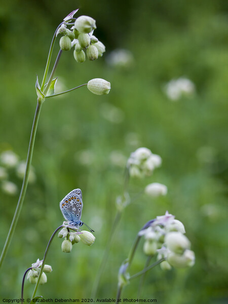 Common Blue Butterfly Roosting in Wildflowers Picture Board by Elizabeth Debenham