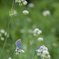Buy canvas prints of Common Blue Butterfly Roosting in Wildflowers by Elizabeth Debenham