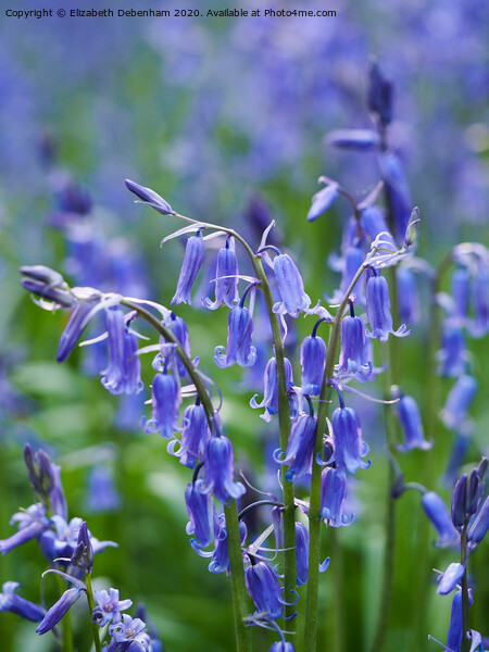 Bluebell in close-up Picture Board by Elizabeth Debenham
