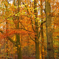 Buy canvas prints of Autumnal Beeches in Hertfordshire     by Elizabeth Debenham