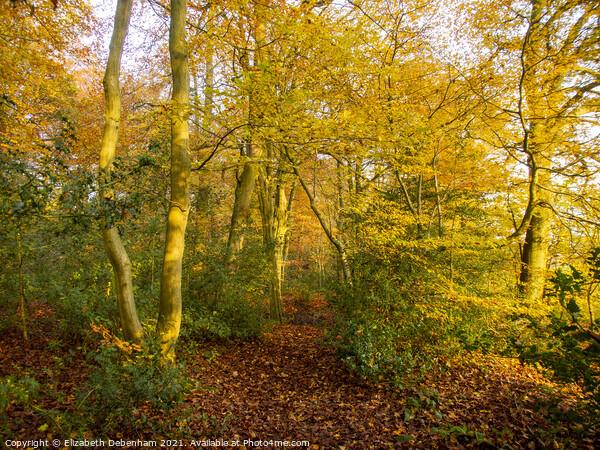 Woodland path in Autumn Picture Board by Elizabeth Debenham