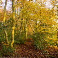 Buy canvas prints of Woodland path in Autumn by Elizabeth Debenham