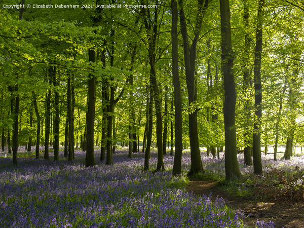Chiltern Bluebells and Beeches #2 Picture Board by Elizabeth Debenham