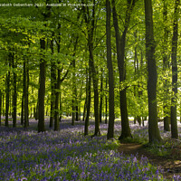 Buy canvas prints of Chiltern Bluebells and Beeches #2 by Elizabeth Debenham