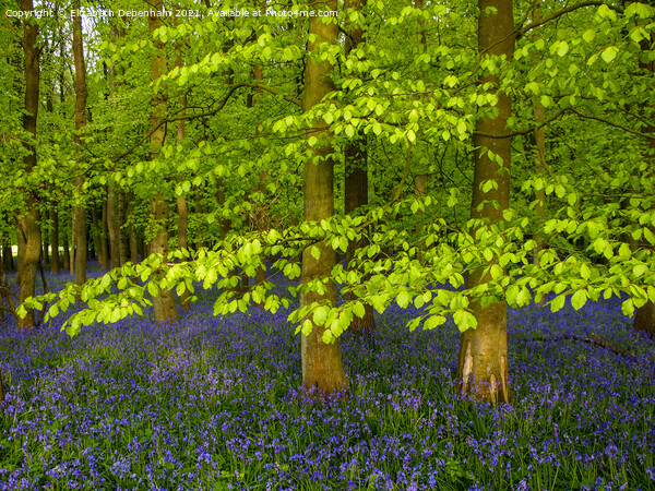Shimmering Beech leaves and Bluebells Picture Board by Elizabeth Debenham