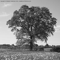 Buy canvas prints of Oak Tree in a field. by Elizabeth Debenham