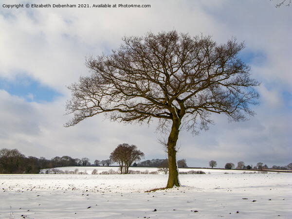 Lone Oak tree in Snow Picture Board by Elizabeth Debenham