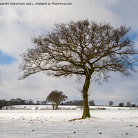 Buy canvas prints of Lone Oak tree in Snow by Elizabeth Debenham