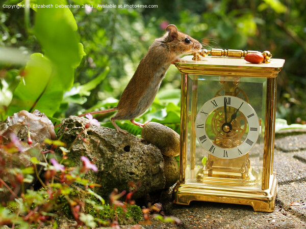 Wild woodmouse on a Clock. Picture Board by Elizabeth Debenham