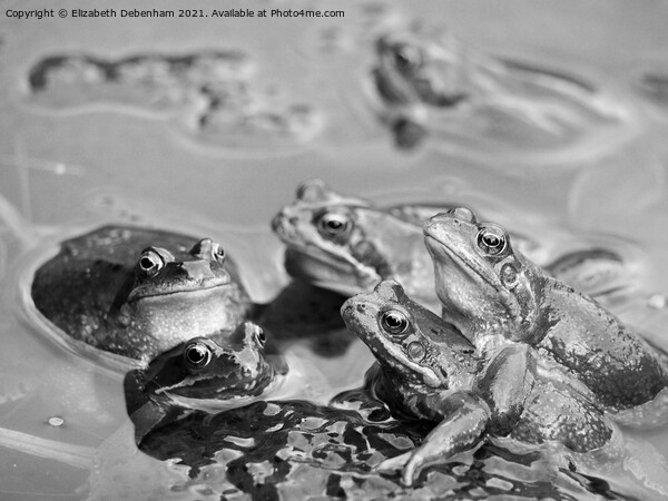 Frog Party Picture Board by Elizabeth Debenham