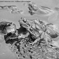 Buy canvas prints of Frog Pond by Elizabeth Debenham