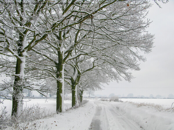 Winter Oak Trees in the Snow Picture Board by Elizabeth Debenham