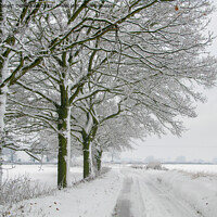 Buy canvas prints of Winter Oak Trees in the Snow by Elizabeth Debenham