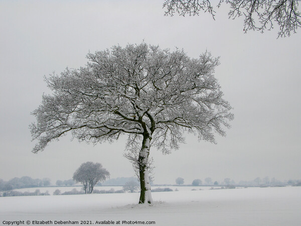 Lone Oak tree in Snow 2 Picture Board by Elizabeth Debenham