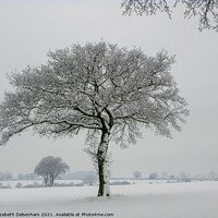 Buy canvas prints of Lone Oak tree in Snow 2 by Elizabeth Debenham