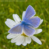 Buy canvas prints of Common Blue Butterfly on Ox-eye Daisy by Elizabeth Debenham