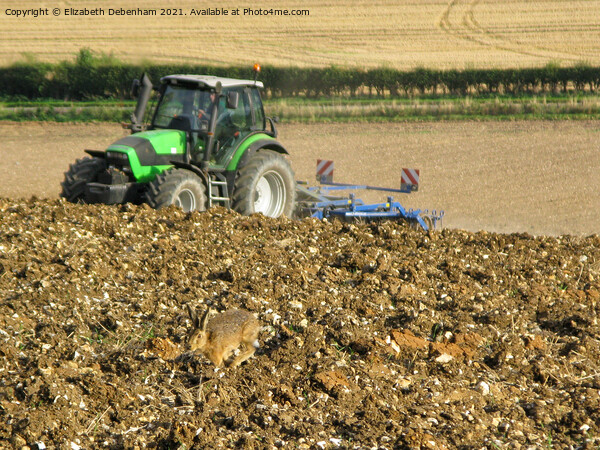 Hare racing a Tractor up a Hill Picture Board by Elizabeth Debenham