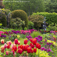 Buy canvas prints of Tulip display at Chenies by Elizabeth Debenham