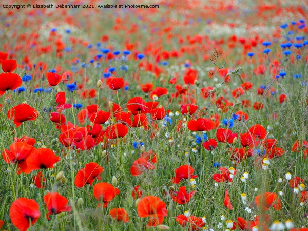Poppy Field with Cornflowers Picture Board by Elizabeth Debenham