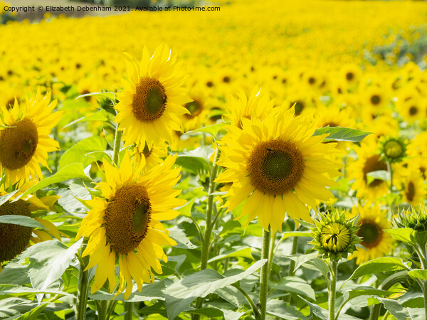 Field of Sunflowers 2 Picture Board by Elizabeth Debenham