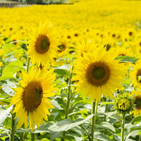 Buy canvas prints of Field of Sunflowers 2 by Elizabeth Debenham