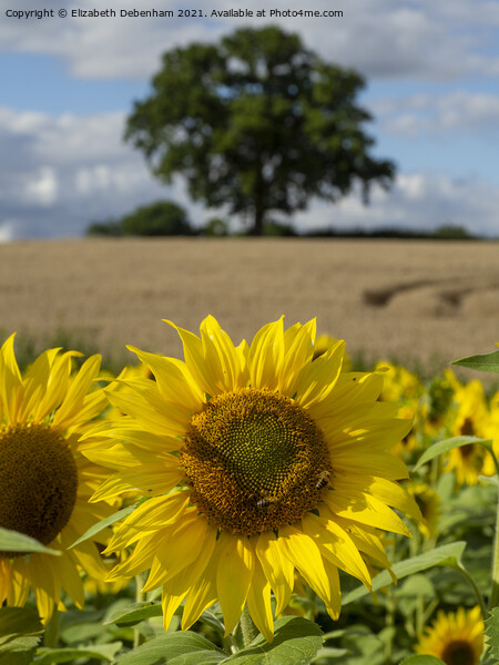Sunflower Field Picture Board by Elizabeth Debenham