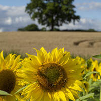 Buy canvas prints of Sunflower Field by Elizabeth Debenham