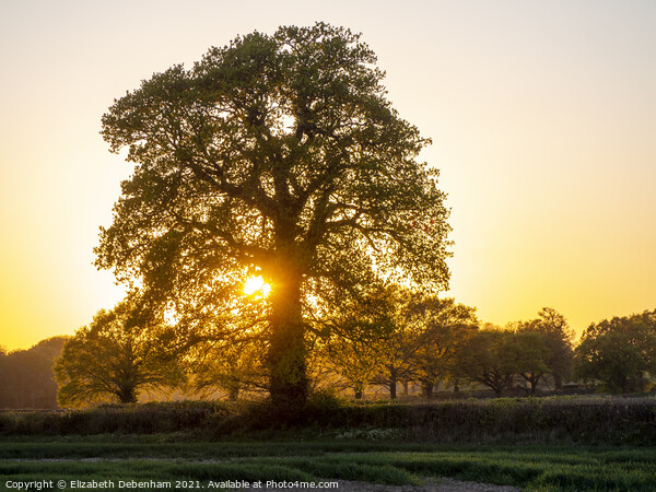 Beautiful Oak Trees at Sunset Picture Board by Elizabeth Debenham