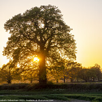Buy canvas prints of Beautiful Oak Trees at Sunset by Elizabeth Debenham