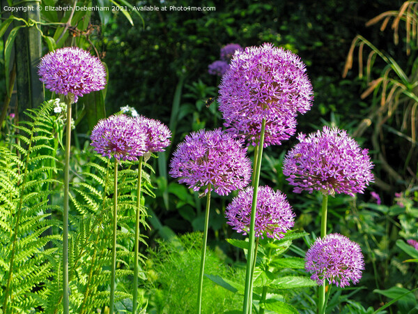 Purple Alliums Sensation and bees Picture Board by Elizabeth Debenham