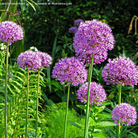 Buy canvas prints of Purple Alliums Sensation and bees by Elizabeth Debenham