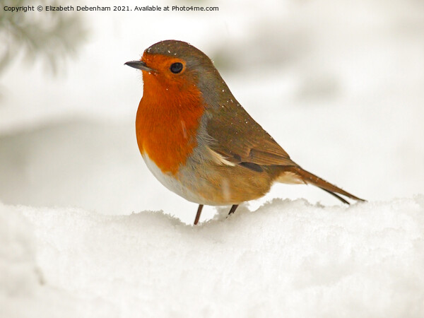 Robin in Snow Picture Board by Elizabeth Debenham