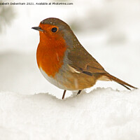 Buy canvas prints of Robin in Snow by Elizabeth Debenham