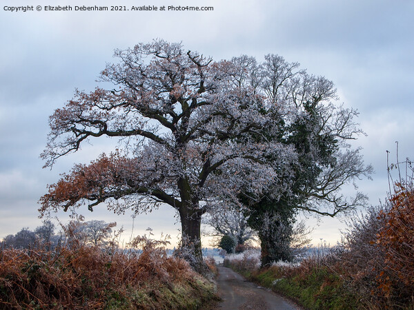 Oak Trees in Hoar Frost Picture Board by Elizabeth Debenham