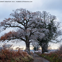 Buy canvas prints of Oak Trees in Hoar Frost by Elizabeth Debenham