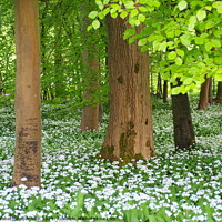 Buy canvas prints of White Wild Garlic Flowers in Beech Woodland by Elizabeth Debenham